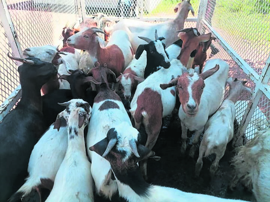 Some of the goats that were impounded by the police.