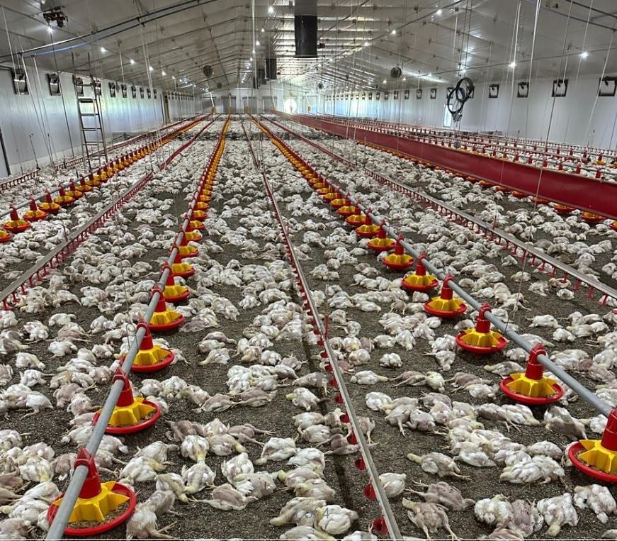 An estimated 40 000 to 50 000 chickens have died at a farm in the North West due to erratic electricity.