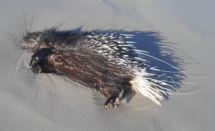 A porcupine washed ashore at a Cape Town beach.