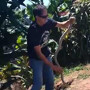 Jason Arnold catches a cobra in Verulam