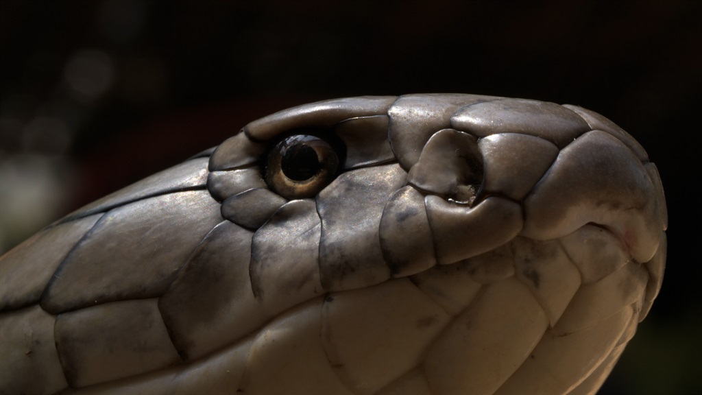 A wild male king cobra is pictured in close-up dur