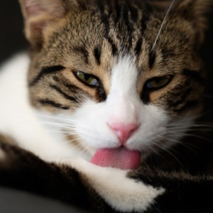 Your cat's tongue is perfectly structured for deep cleaning. 