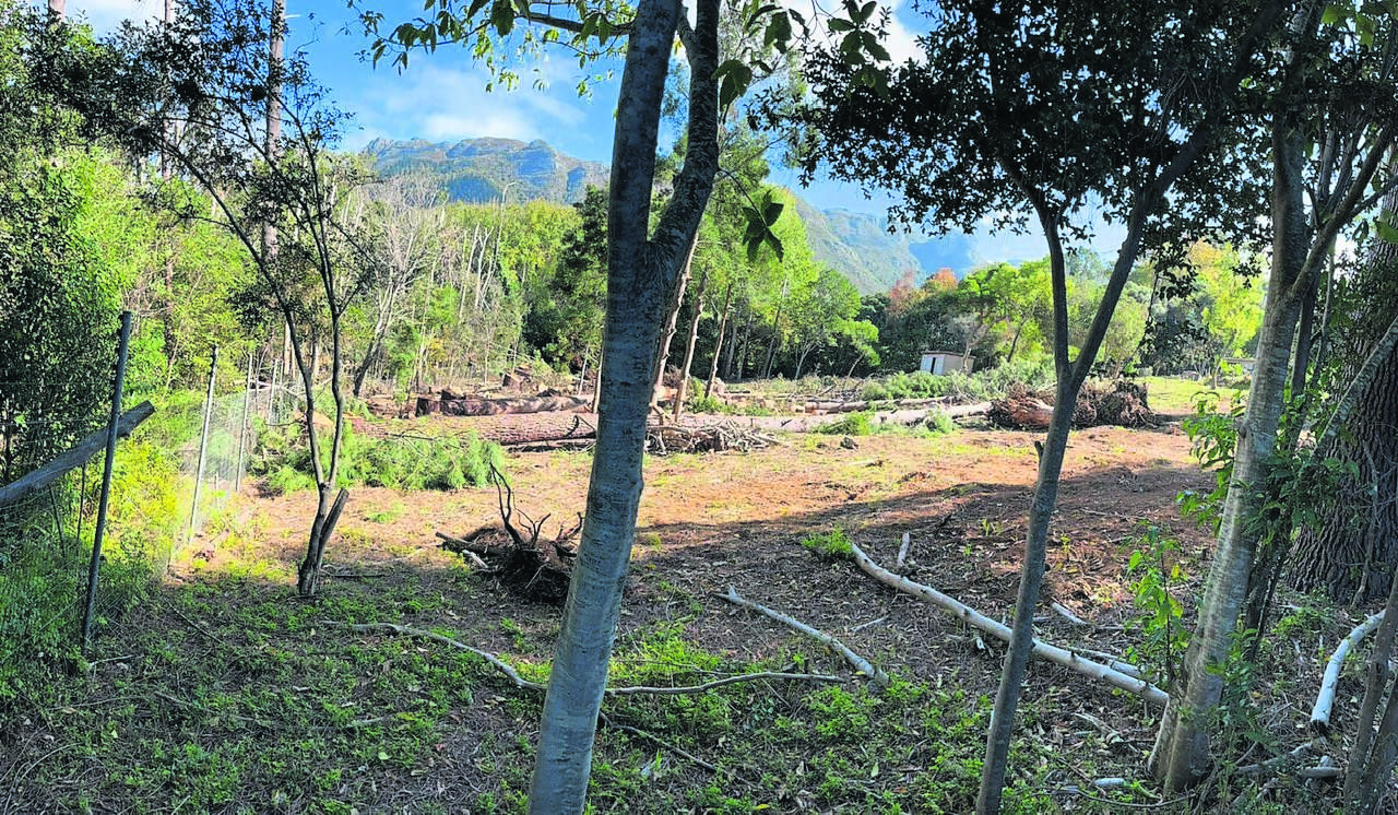 Fingers are pointing to the City of Cape Town, as well as the owner and/or developer of the property at 21 Spilhaus Avenue, following the felling of indigenous trees near the adjoining strip of Klaasenbosch greenbelt.PHOTOS: Supplied