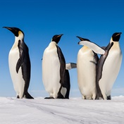 Satellite mapping finds new colony of Emperor penguins