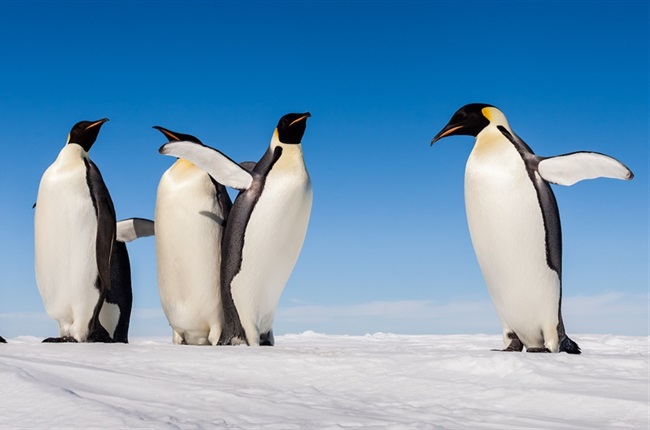 Climate change: Four new emperor penguin groups found by satellite - BBC  News