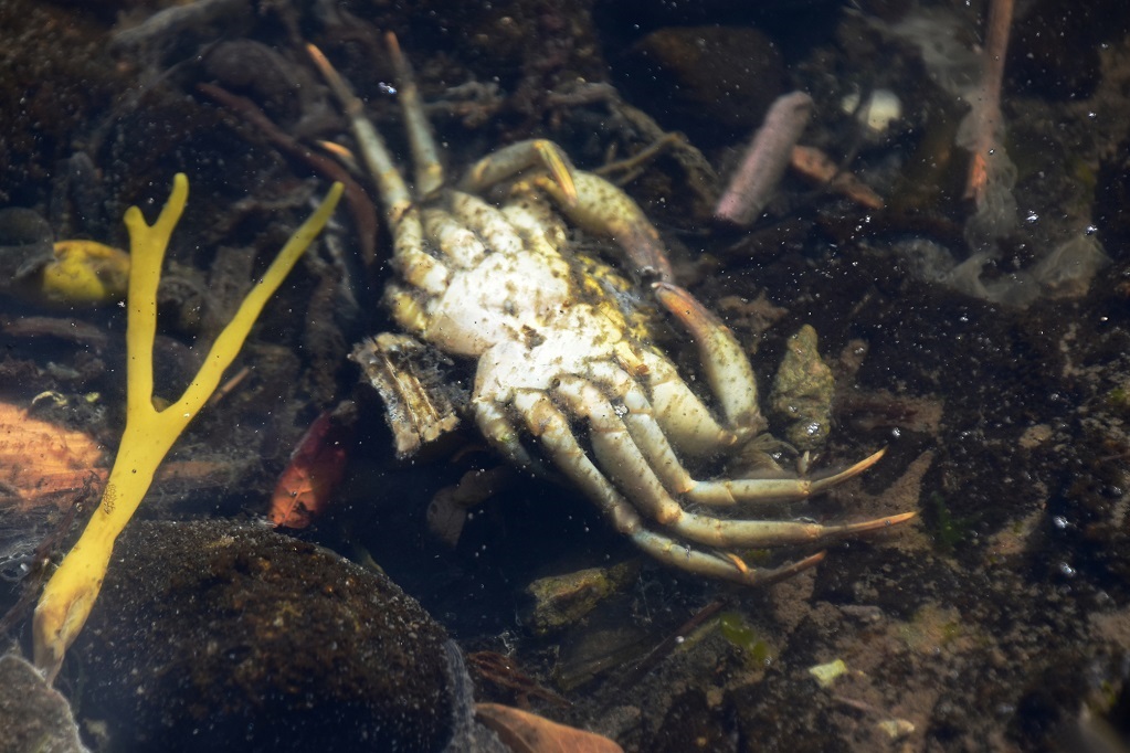 There was a mass die-off of crabs, lobsters and other crustaceans off the coast of northeast England, from October to December 2021.