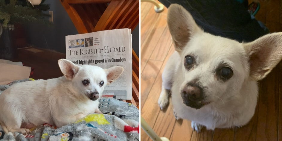Businessinsider.co.za | A Chihuahua rescued from a US supermarket parking lot is now the oldest dog alive, at 23