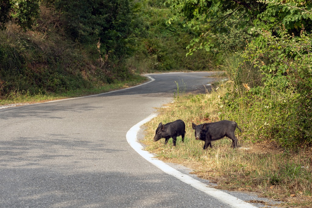 News24.com | Greece detects African swine fever in a wild boar
