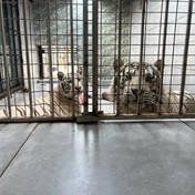 Now wild and free - NSPCA frees two tigers held in Boksburg home for two years