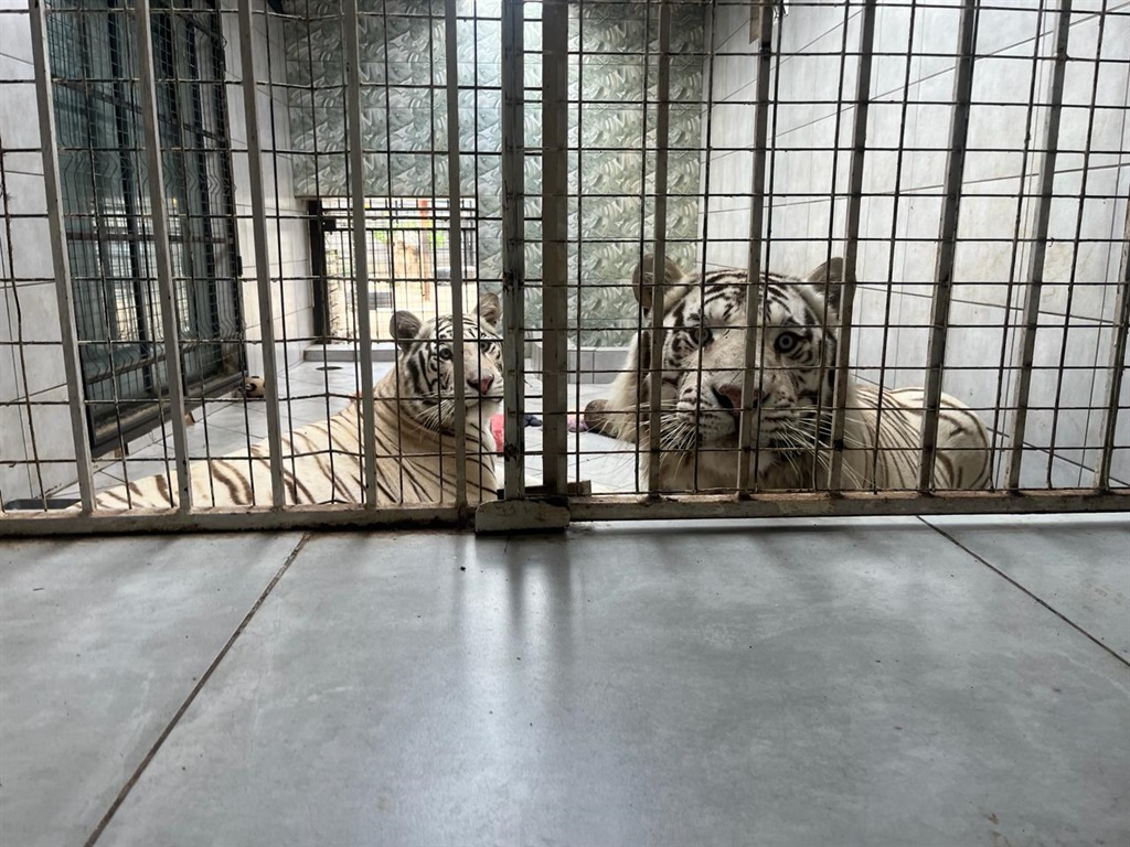Two white Bengal tigers were held in captivity for over two years in Boksburg, Gauteng.