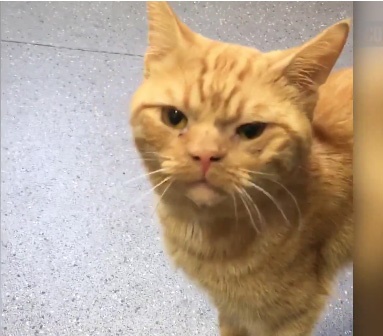 This is not Archie, but a generic photo of a ginger cat. (Screen grab)