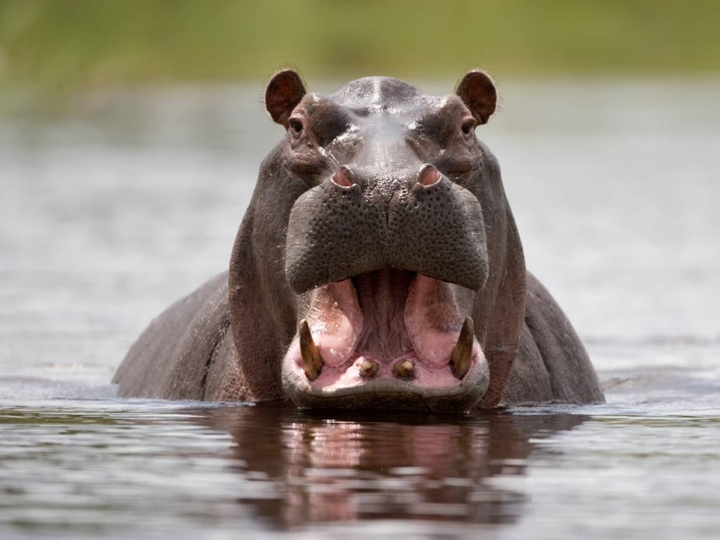 An unrelated photo of a hippo.