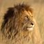 How we arrived at a $1bn annual price tag to save Africa’s lions 