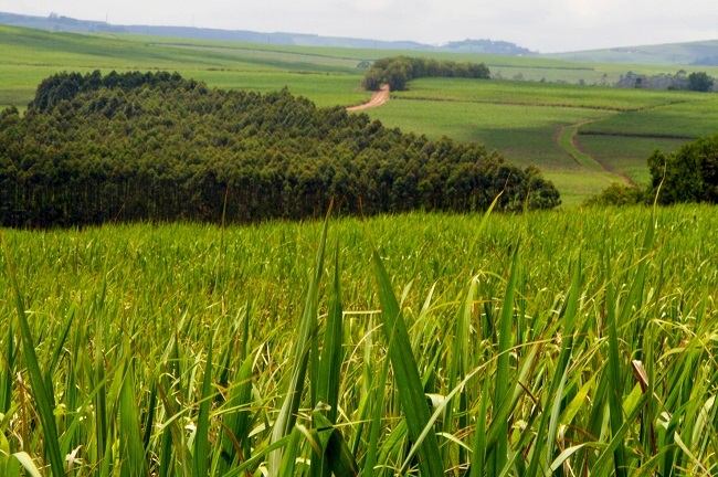 Suikerriet in KwaZulu-Natalse Middelland. Foto: Johan van der Merwe