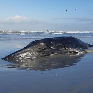 “We may never know why the animal stranded,” Lieze Swart of the Department of Environmental Affairs (Oceans and Coasts) told News24 after an 11 m sub-adult Humpback whale, beached at Yzerfontein, earlier this week.