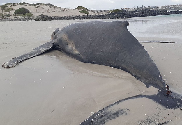 beached whale, yzerfontein, euthanised