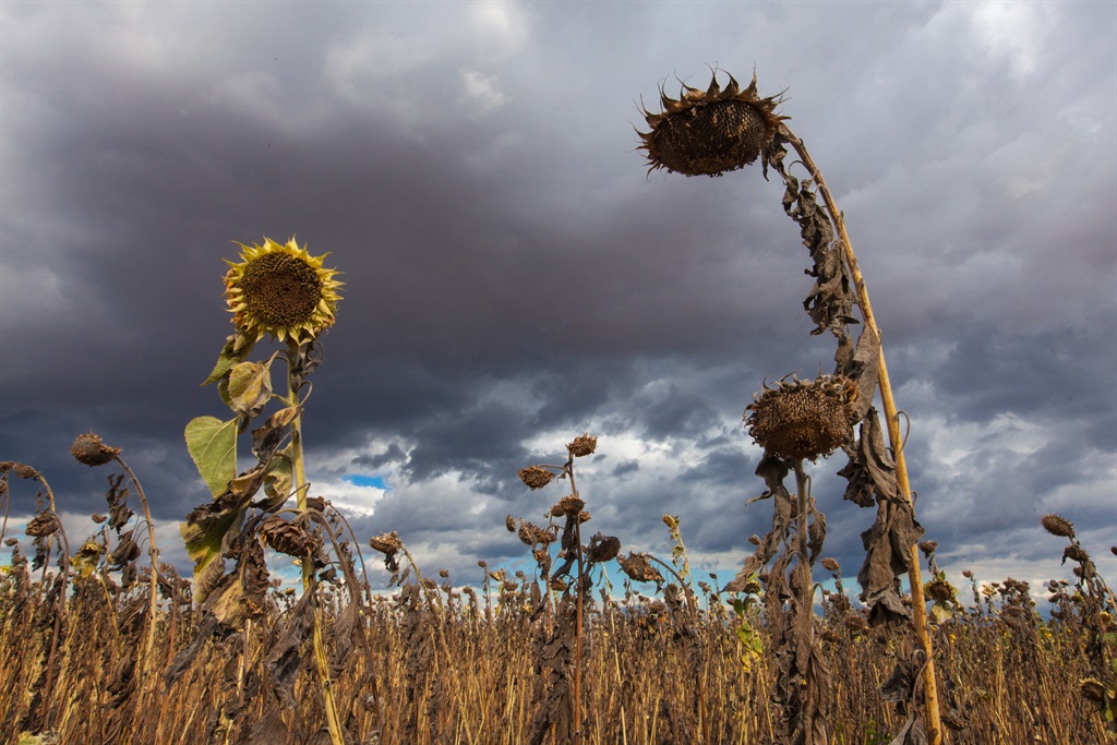 A field of dead sunflowers in Nsanje District, southern Malawi, during the severe drought of 2016 caused by El Niño.