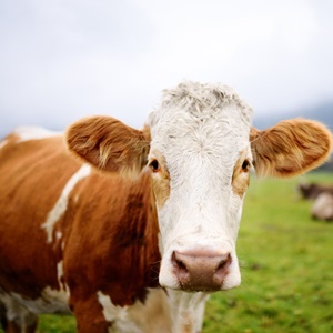 A drug partially reduces ammonia gas emissions from cattle. 