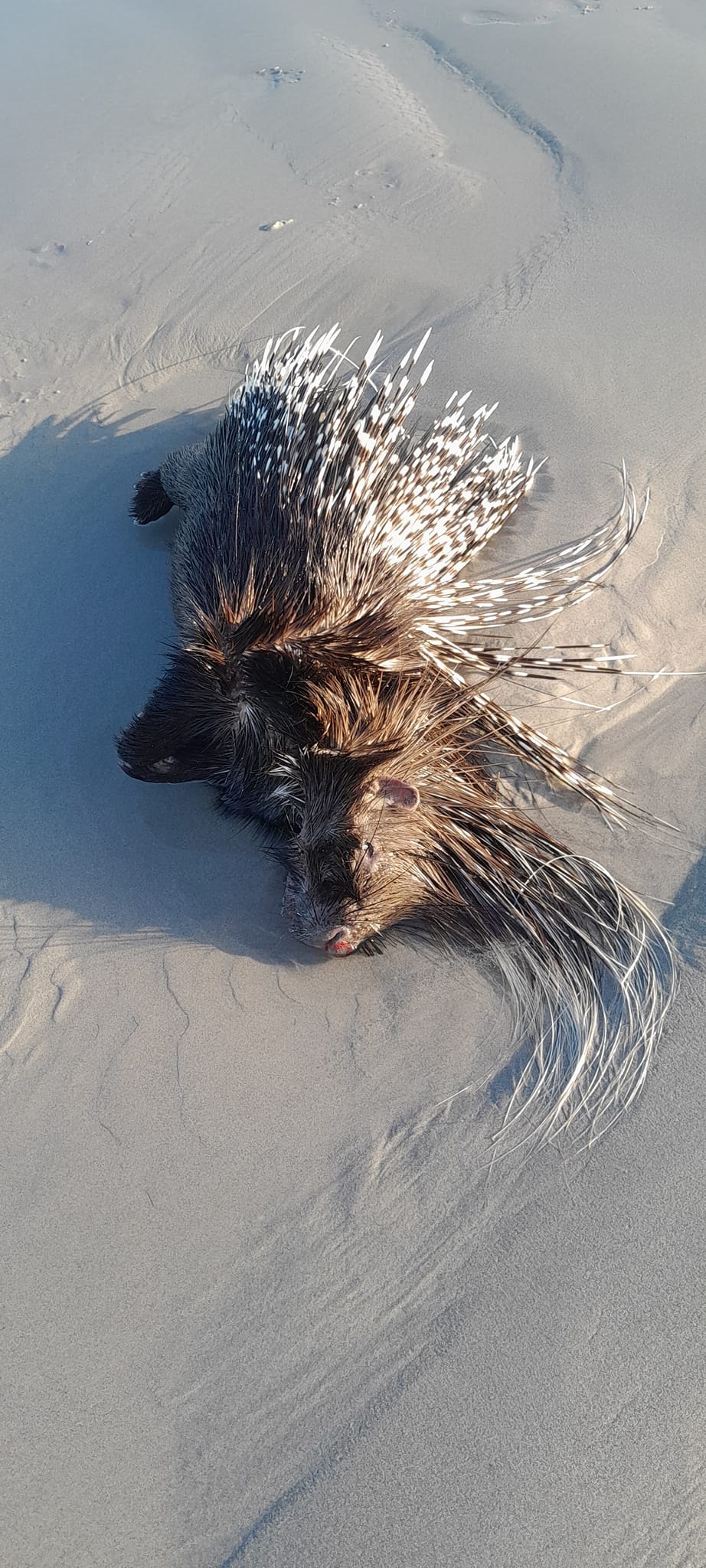 A porcupine washed shore last week in Melkbosstran