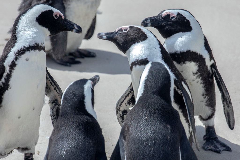 Untreated sewage is putting Cape Town’s endangered penguins at risk. 