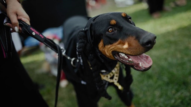 What Does It Mean When A Dog Makes A Honking Sound