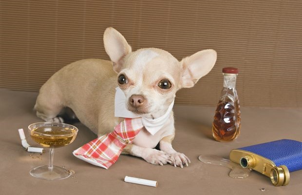 cigarette smoke is bad for pets too