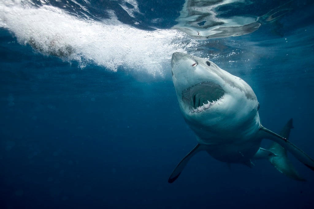 White shark sightings off the Western Cape coast have declined. (Stephen Frink/Getty Images).