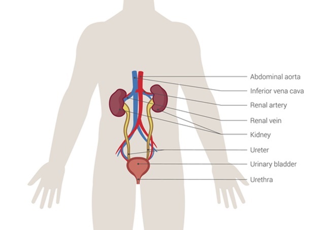 The human urinary system