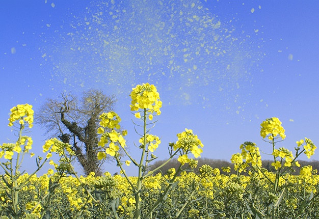 Pollen in the air