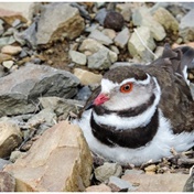 Birds: Three-banded plovers – masters of deception!