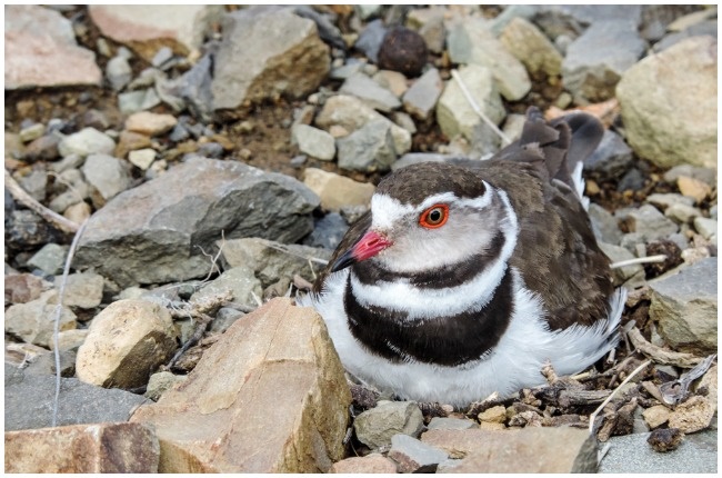 The three-banded plover