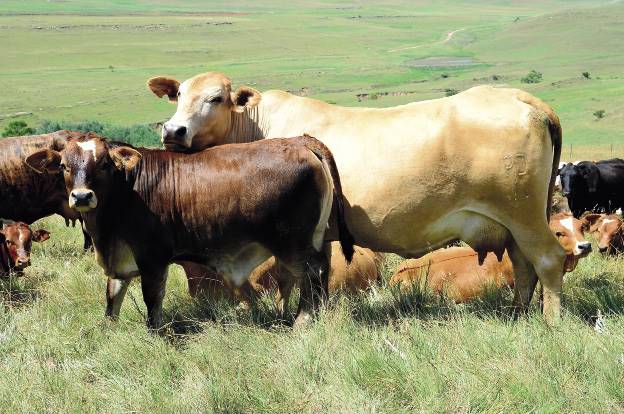 Op natuurlike weiding moet ’n produksielek aan lakterende koeie gegee word as die veld se toestand nie na wens is nie. Foto:  LBW-ARGIEF