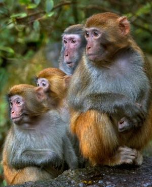Simian monkeys. (Photo: Getty Images/Gallo Images)