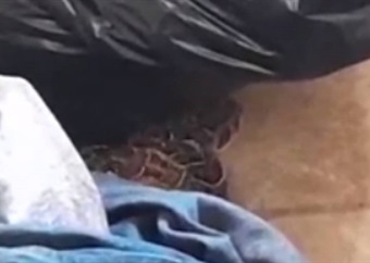 OnlyFangs: Two mating adders found doing power puff curls in Garden Route home's laundry room