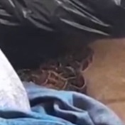 WATCH | OnlyFangs: Mating adders found doing power puff curls in Garden Route home's laundry room