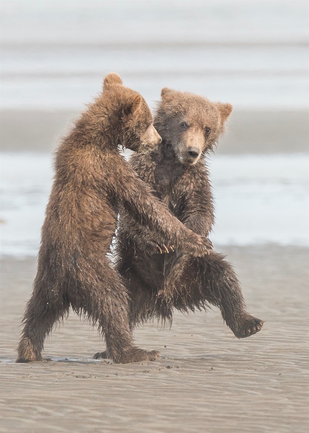 Comedy Wildlife Photography Awards – Cyber Gazing