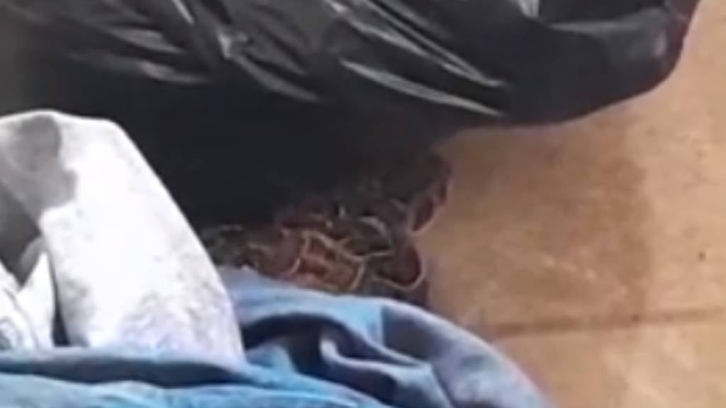 Two puff adders were found mating inside a laundry room. (Screengrab/supplied)