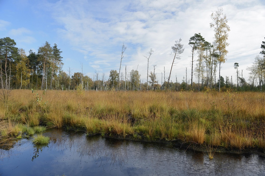 Peatlands store more carbon than all the world’s forests combined.
