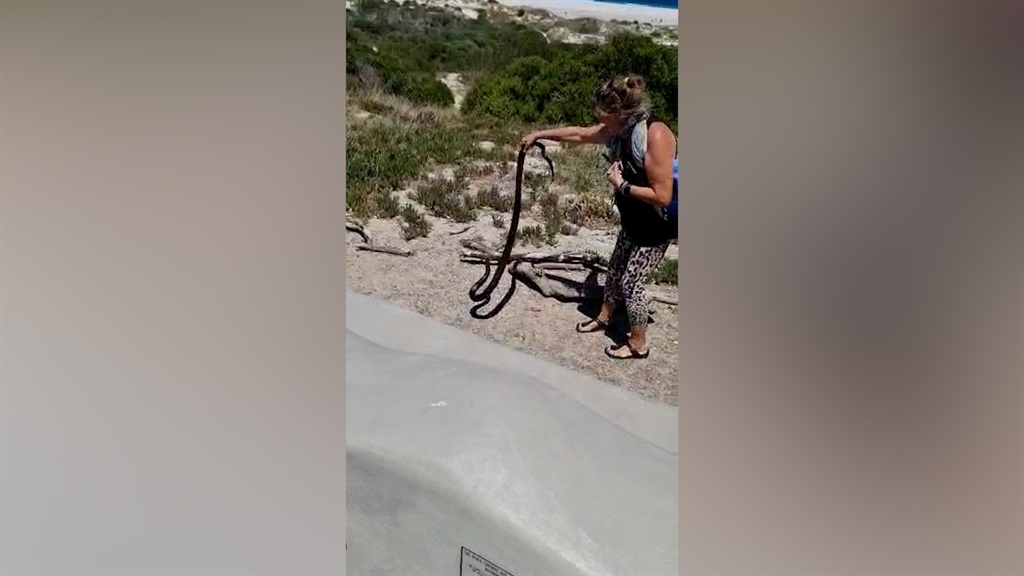 PERHATIKAN |  Mengangkat timbangan: Wanita mengantar ular ke tempat aman dengan tangan kosong setelah pertemuan mendadak