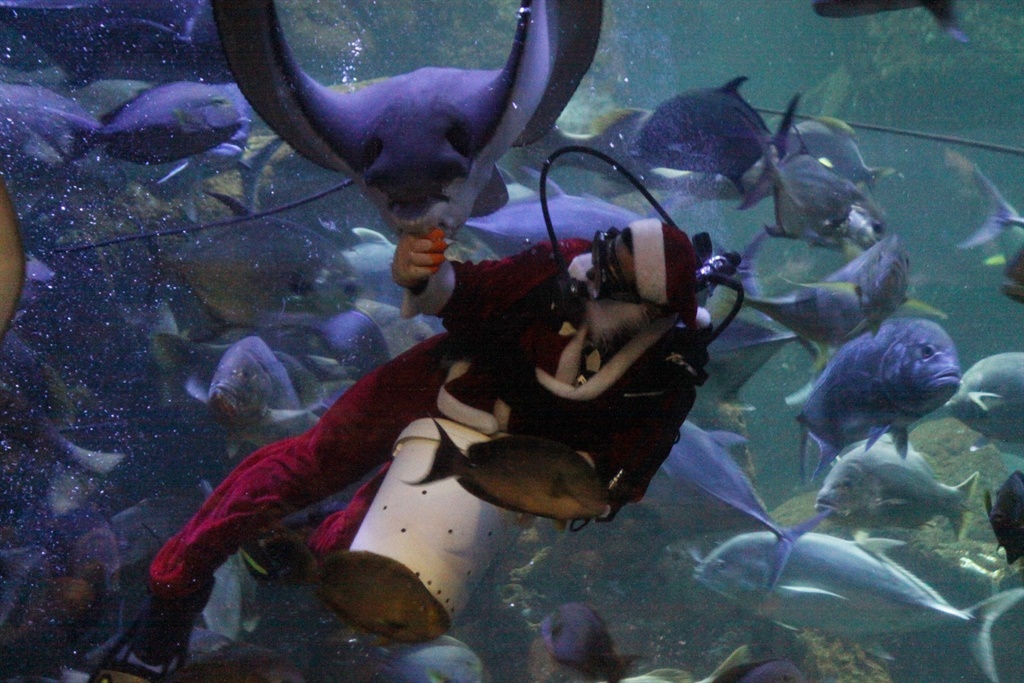 Santa Clause and Elf feed hundreds of fish in the main aquarium of Seaworld, Jakarta on Christmas day. Photo by Getty Images