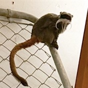 Man arrested after monkeys stolen from Dallas Zoo in US