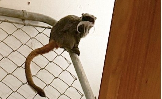 News24.com | Man arrested after monkeys stolen from Dallas Zoo in US