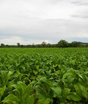 A farm in Zimbabwe