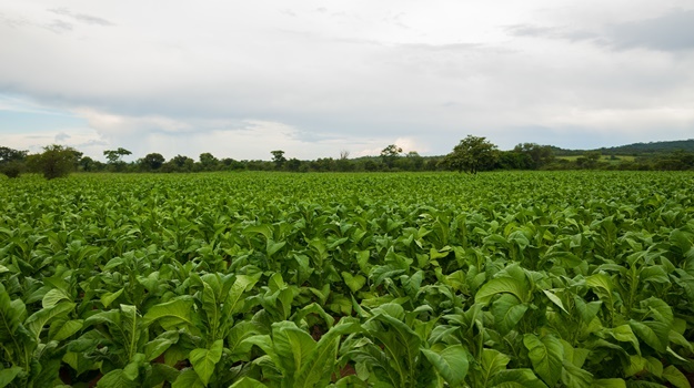 A tobacco farm.