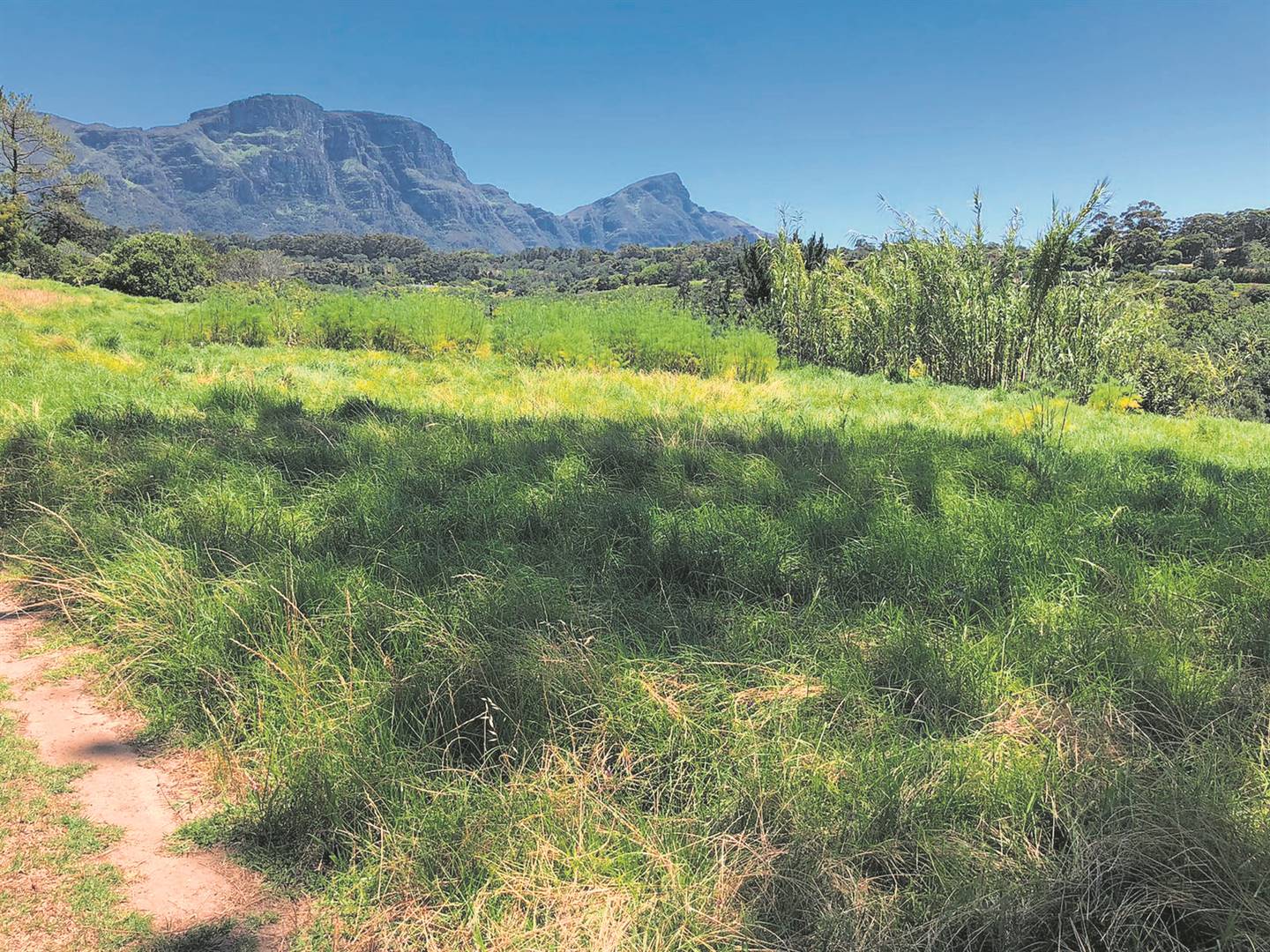 A file image of a public open space seen from Alphen Drive in Constantia. Collin Walker, chair of the Friends of Constantia Valley Greenbelts, says mowing has been an ongoing issue. PHOTO: Supplied