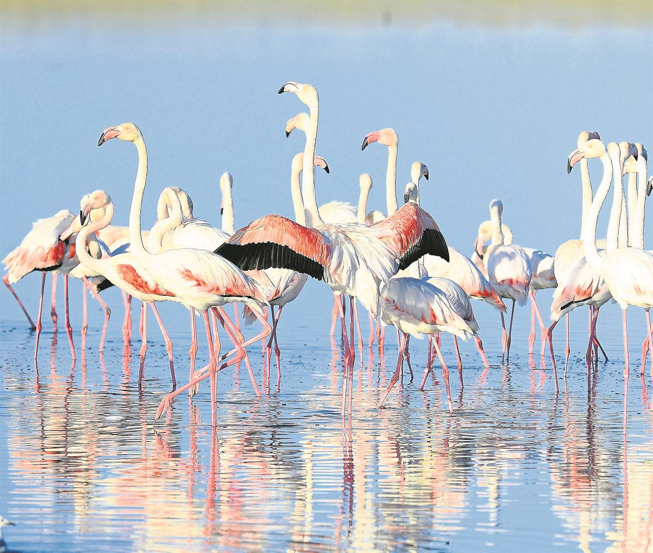 Birds of a feather . . . Summer in the Helderberg has brought about the familiar sight of flamboyant flamingos hiding in plain sight at dams across the basin. As is often the case, this colourful flock was snapped during a pink parade as they looked to cool off in the heat of summer at a location near Macassar.Photo: Peter Bee