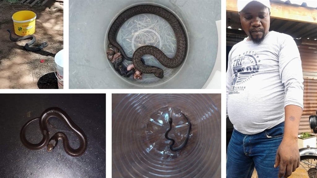 Sebokeng police station is infested with snakes. These are some of the snakes found at the station this year alone. (Supplied)