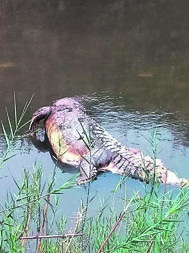 One of the giant crocodiles found floating in the Luvuvhu River on Monday. Photo by Armando Chikhudo
