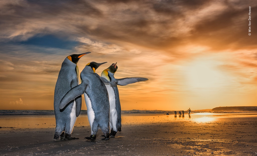 “Three Kings”: Wim Van Den Heever, Suid-Afrika/ Natuurfotograaf van die Jaar. 