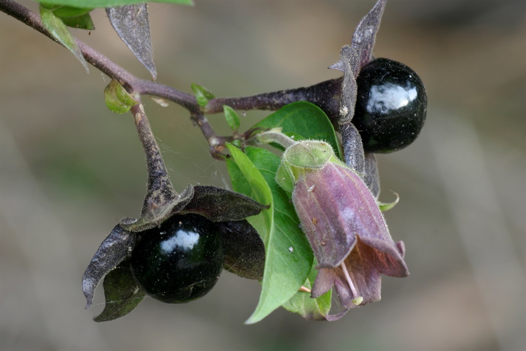 Flower and Berries of Deadly Nightshade.